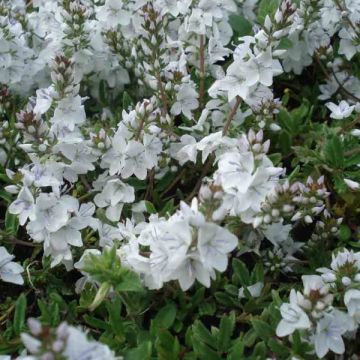 Veronica prostrata Alba