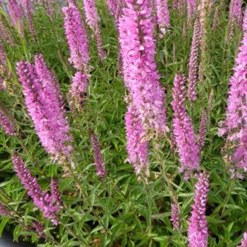 Veronica spicata Barcarolle - Véronique en épi Barcarolle