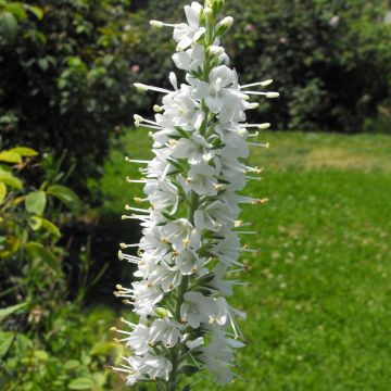 Veronica spicata Icicle - Véronique en épis Icicle