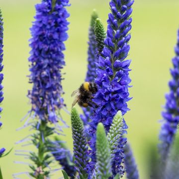 Veronica spicata Ulster Dwarf Blue - Véronique en épis