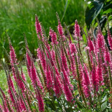 Veronica spicata Younique Baby Red