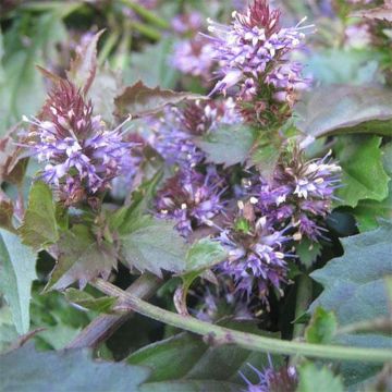 Veronicastrum latifolium