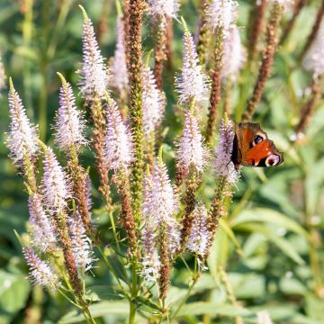 Veronicastrum virginicum Challenger