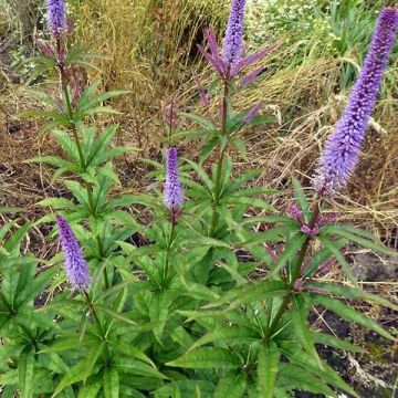 Veronicastrum virginicum Cupid - Véronique Cupid