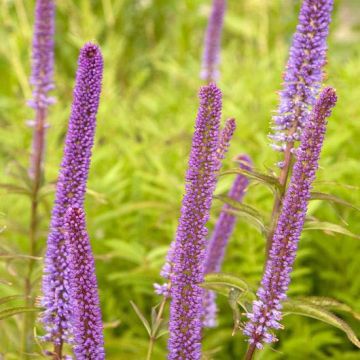 Veronicastrum Red Arrows