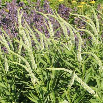 Veronicastrum virginicum Spring Dew