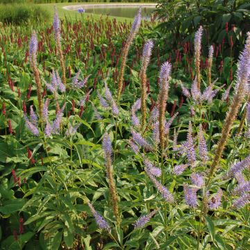 Veronicastrum virginicum Temptation - Véronique de Virginie