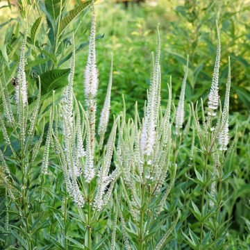 Veronicastrum virginicum Album