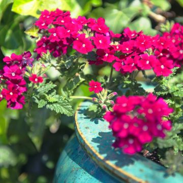 Verbena hybrida Endurascape Magenta