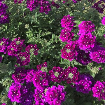 Verbena hybrida Endurascape Purple Imp