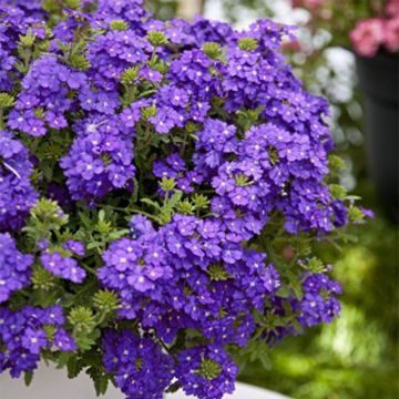 Verbena Vepita Pearl Blue