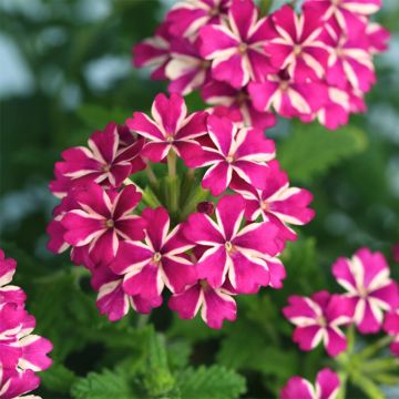 Verbena hybrida Estrella Merlot Star.