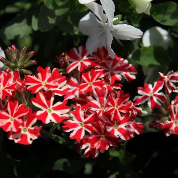Verbena peruviana Firehouse Peppermint (Red Star)