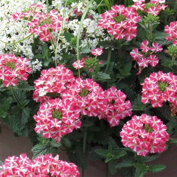 Verbena Superbena Coral Star