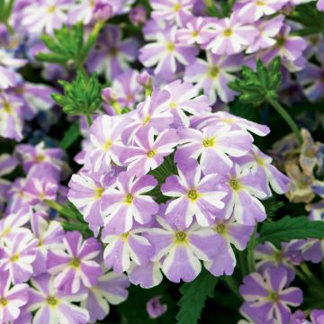 Verbena hybrida Virgo Lavender Star