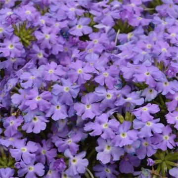 Verbena hybrida Virgo Sky Blue