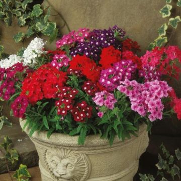 Verbena hybrida Quartz Mix 