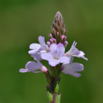 Organic Vervain - Verbena officinalis
