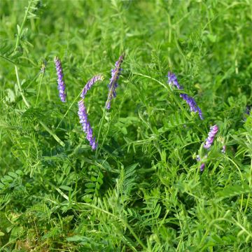 Vicia villosa 