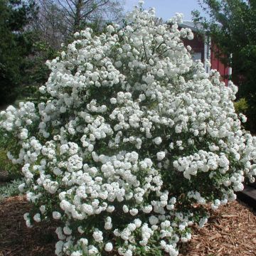 Viburnum x pragense