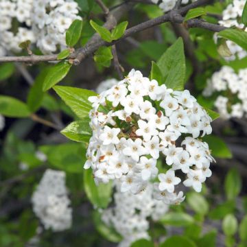 Viburnum burkwoodii