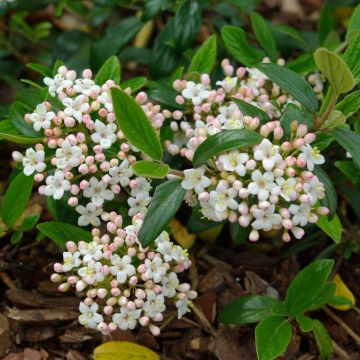 Viorne de Burkwood Conoy - Viburnum burkwoodii Conoy