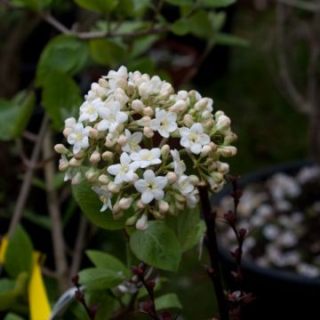 Viburnum x carlcephalum