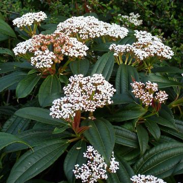 Viburnum davidii - David viburnum