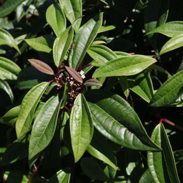 Viburnum davidii Angustifolium