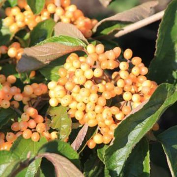 Viburnum dilatatum Michael Dodge