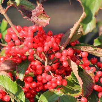 Viburnum dilatatum Sealing Wax