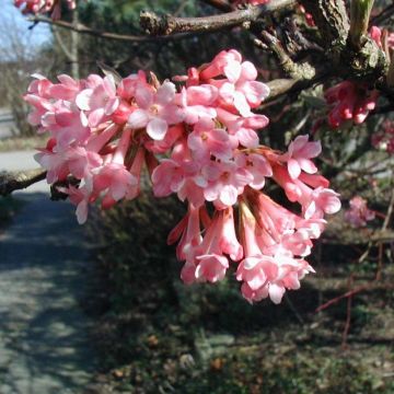 Viburnum farreri