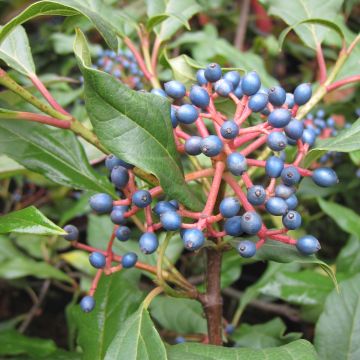 Viburnum (x) davidii Jermyns Globe