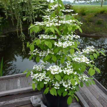 Viburnum plicatum Kilimanjaro