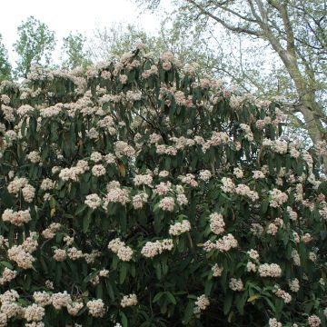 Viburnum rhytidophyllum