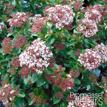 Viburnum tinus Gwenllian