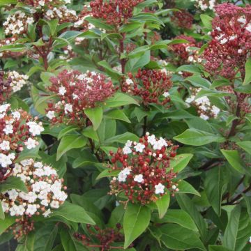 Viburnum tinus Lisarose - Laurustinus