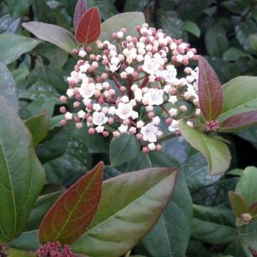 Viburnum tinus Purpureum