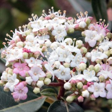 Viburnum tinus Spirit