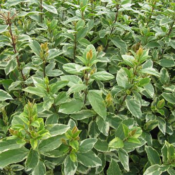 Viburnum tinus Variegatum