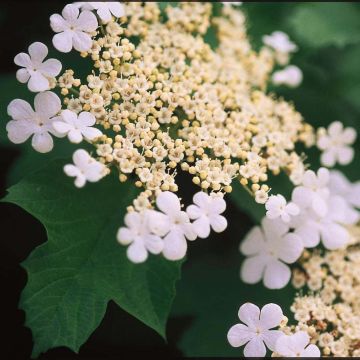 Viburnum trilobum Wentworth