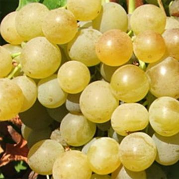 Vitis vinifera Ampelia Candin - Grape vine
