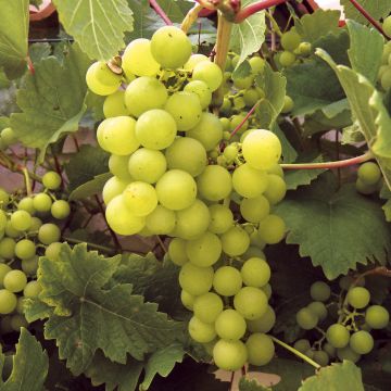 Vitis vinifera Ampelia Perdin - Grape vine