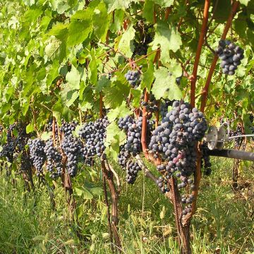 Vitis vinifera Cabernet Franc - Grape vine