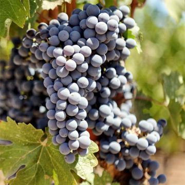 Vitis vinifera Cabernet Sauvignon - Grape vine