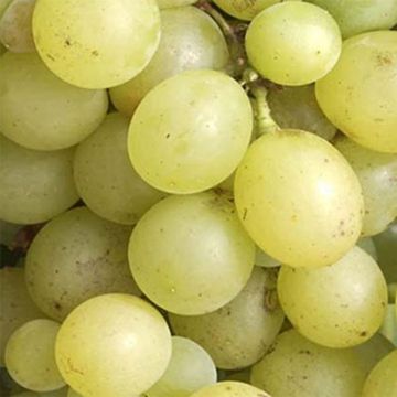 Vitis vinifera Dattier de Beyrouth - Grape vine