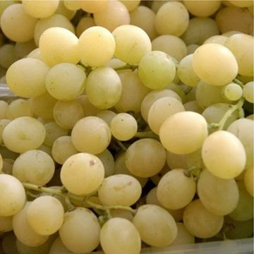Vitis vinifera Delizia di Vaprio - Grape vine