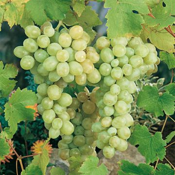 Vitis vinifera Italia - Grape vine