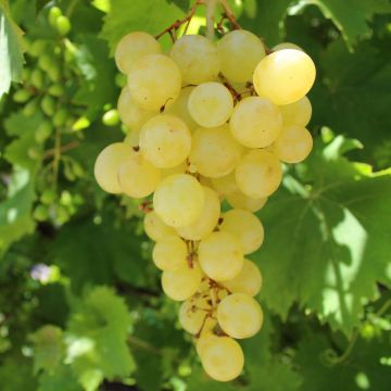Vitis vinifera Matilde - Grape vine