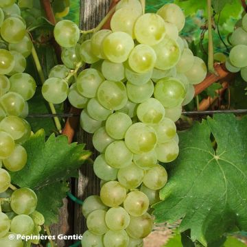 Vitis vinifera Muscat Blanc à Petits Grains - Grape Vine
